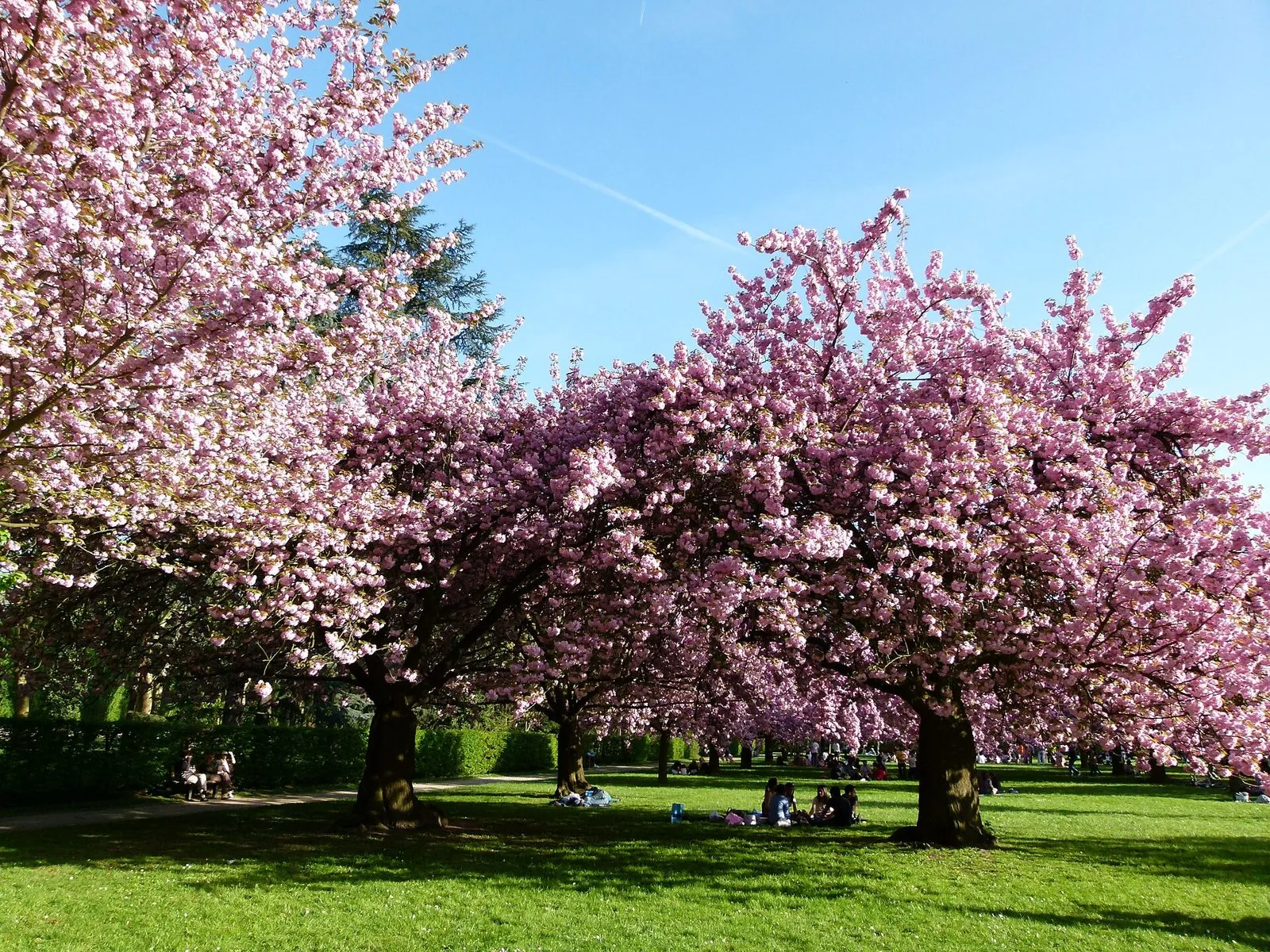 Ciliegi giapponesi in piena fioritura rosa sul prato del Parc de Sceaux, con persone sedute all'ombra in lontananza